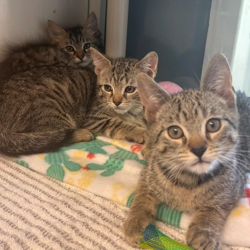 A baby small-sized male Brown / Chocolate Domestic Short Hair cat named Airwolf for adoption in East Hanover, NJ