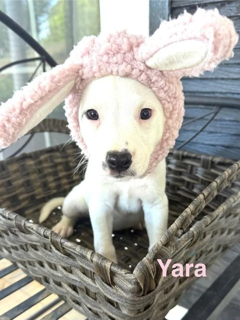 Yara  CS thumbnail 2