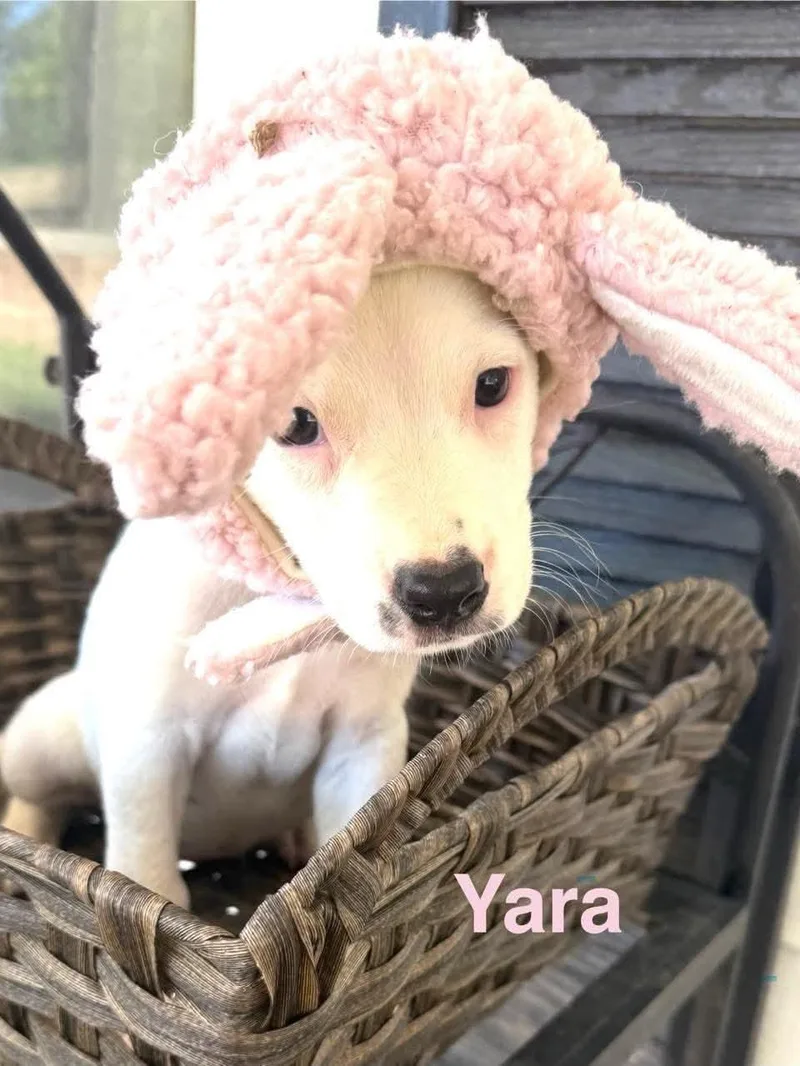 Yara  CS thumbnail 3