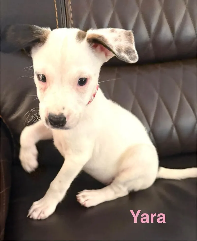 Yara  CS thumbnail 4