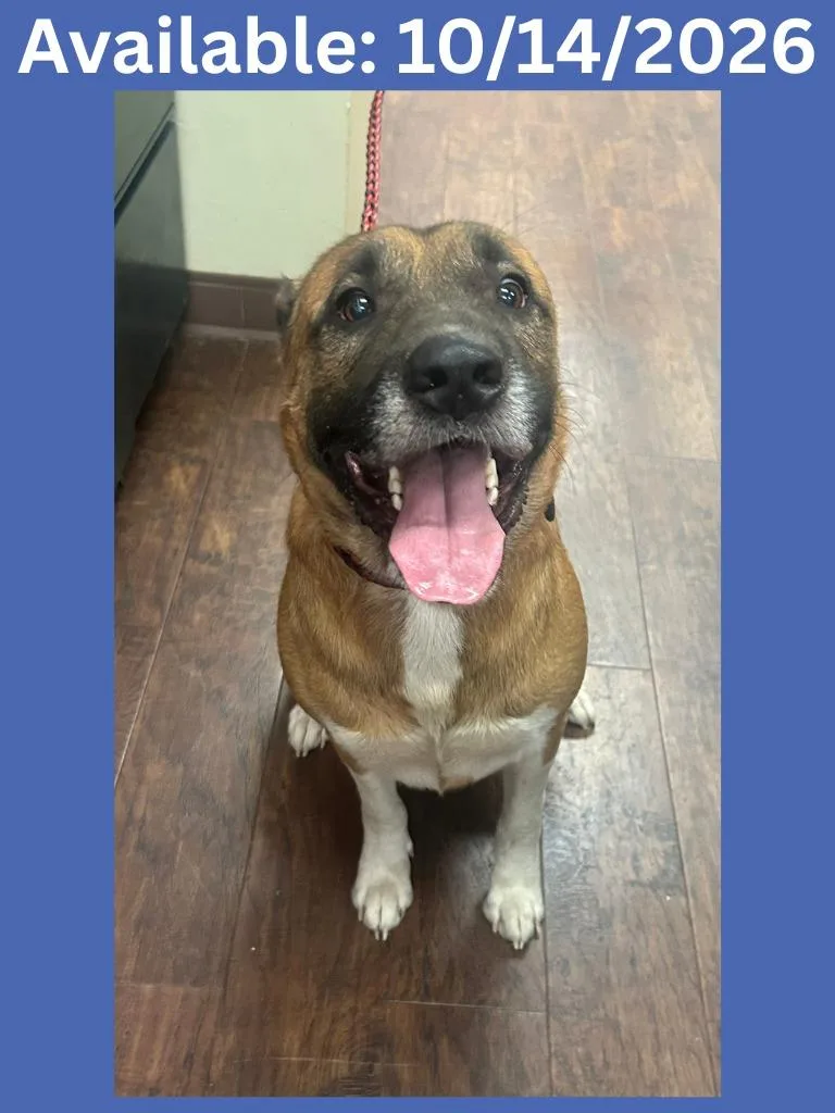 A young medium-sized male Shepherd dog named Dog Kennel Buster for adoption in Greenville, TX