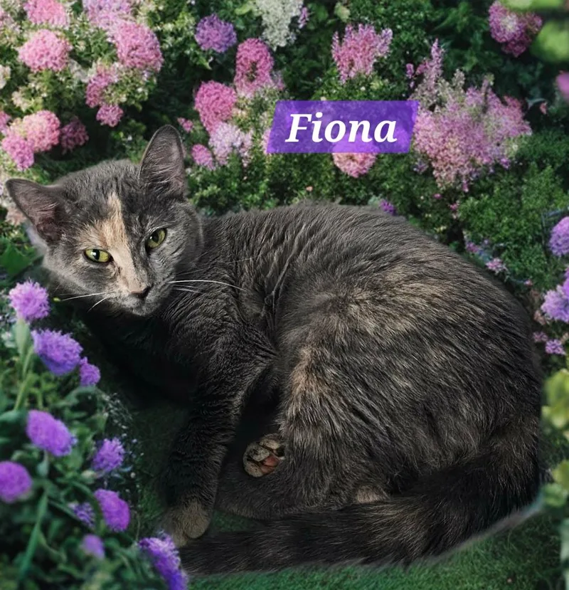 A baby small-sized female Domestic Short Hair cat named Fiona for adoption in Jim Thorpe, PA