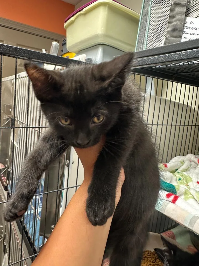 A baby small-sized female Domestic Short Hair cat named Kitana for adoption in Blountville, TN