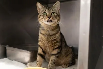 A young medium-sized male Domestic Short Hair cat named Angus for adoption in Ringoes, NJ