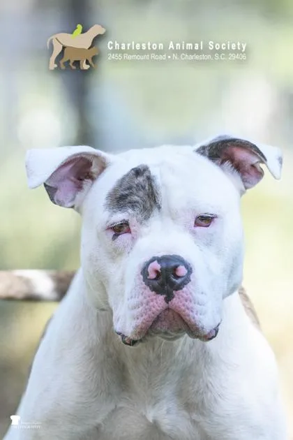 An adult large-sized male American Bulldog dog named A Bark Twain for adoption in North Charleston, SC