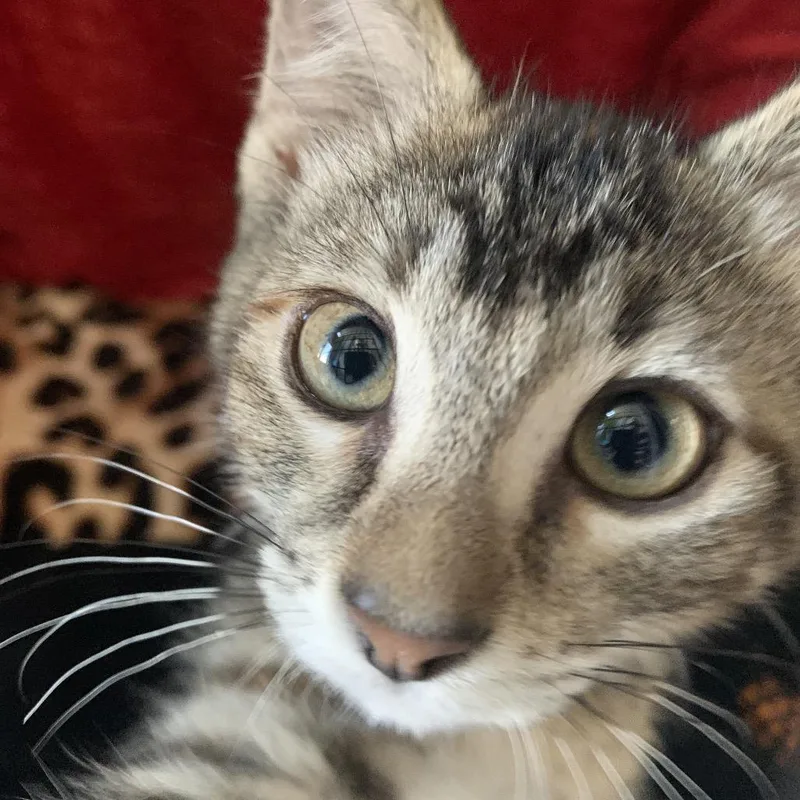 A baby small-sized female Brown / Chocolate Domestic Short Hair cat named Maze for adoption in Chicago, IL