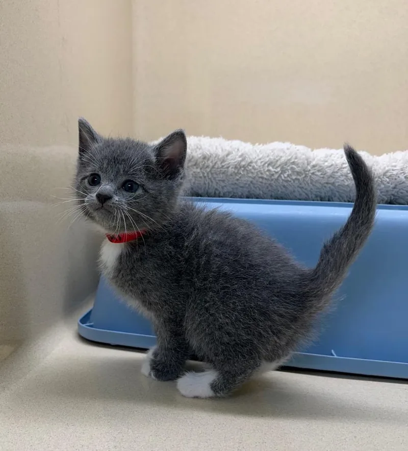 A baby small-sized male Domestic Short Hair cat named Mali for adoption in Washington Court House, OH