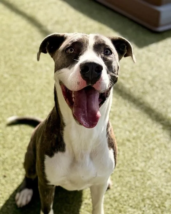A young large-sized male Great Dane dog named Sampson for adoption in Canton, GA