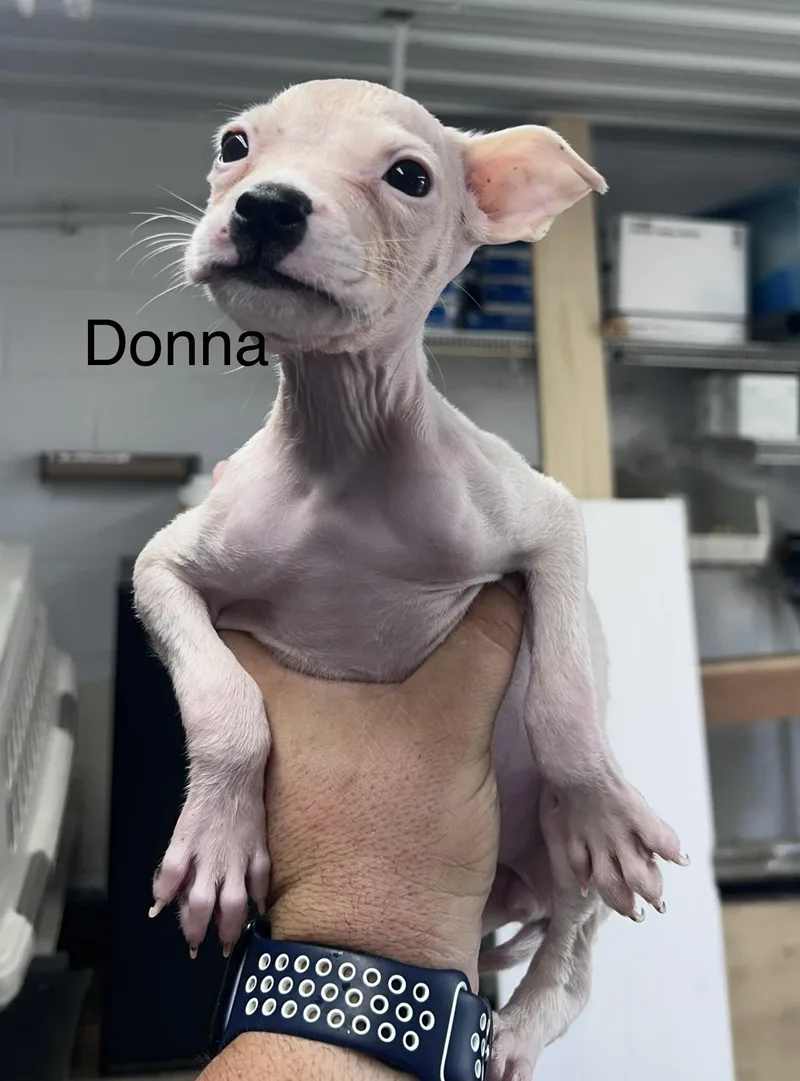 A baby medium-sized female Pit Bull Terrier dog named Donna for adoption in Mount Sterling, KY