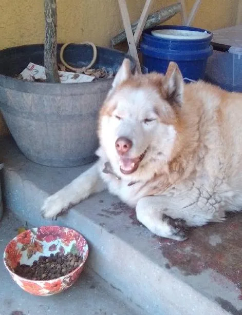 Wolf