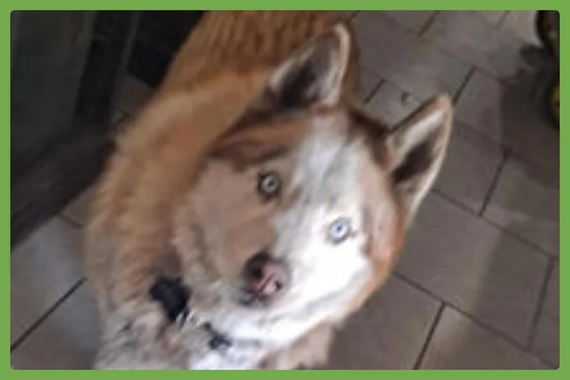 Wolf thumbnail 2