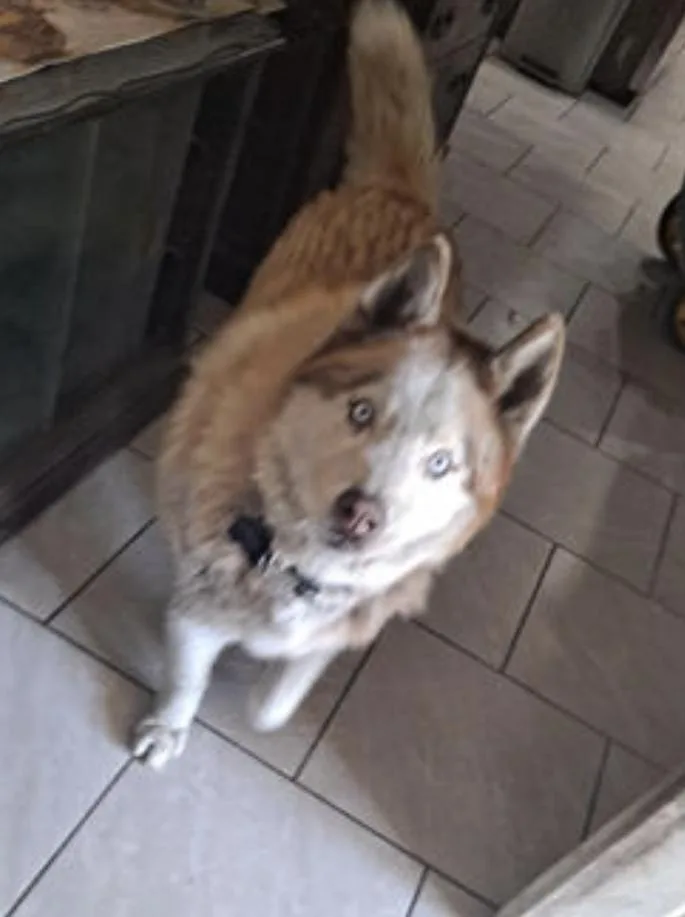 Wolf thumbnail 4