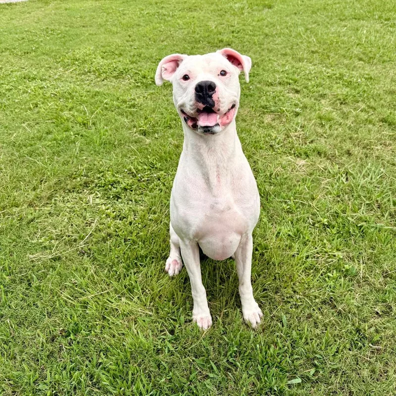 An adult medium-sized male White / Cream Boxer dog named Paco for adoption in Deerfield, IL