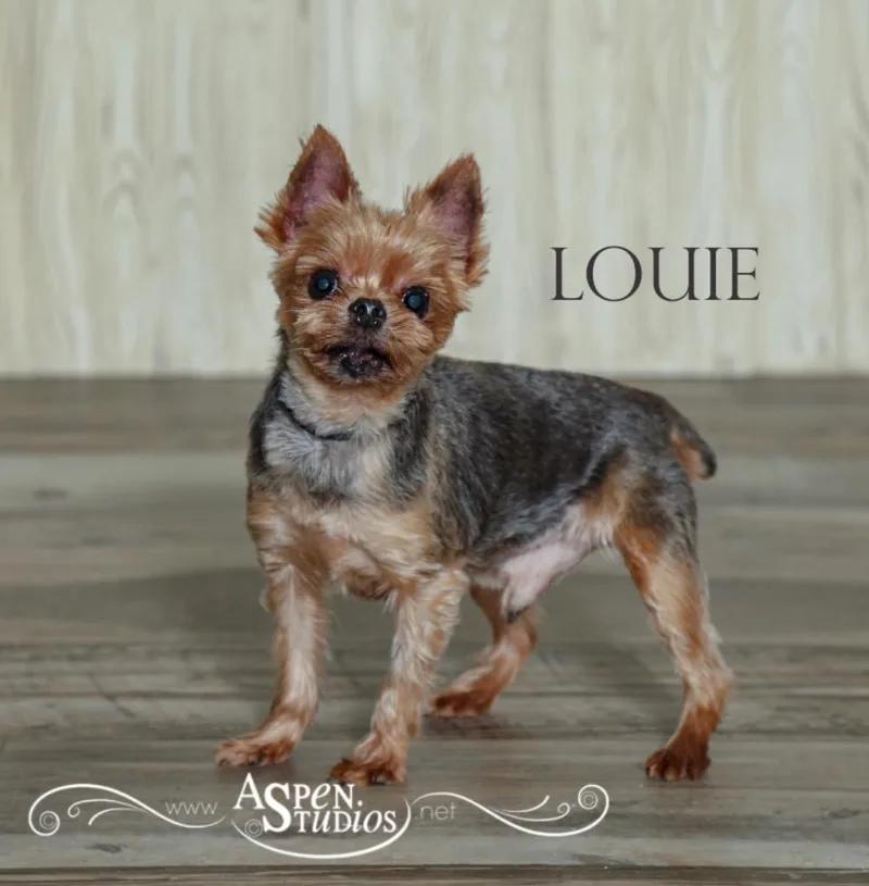 Louie
