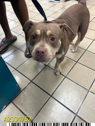 A young medium-sized female Mixed Breed dog named Tallulah for adoption in West Palm Beach, FL