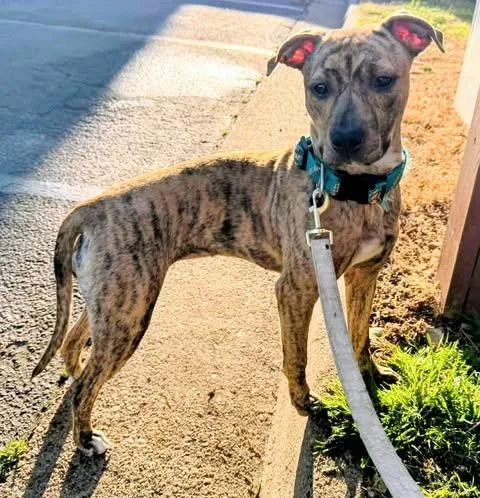 A young medium-sized female Brindle Pit Bull Terrier dog named Nova for adoption in Zuni, VA