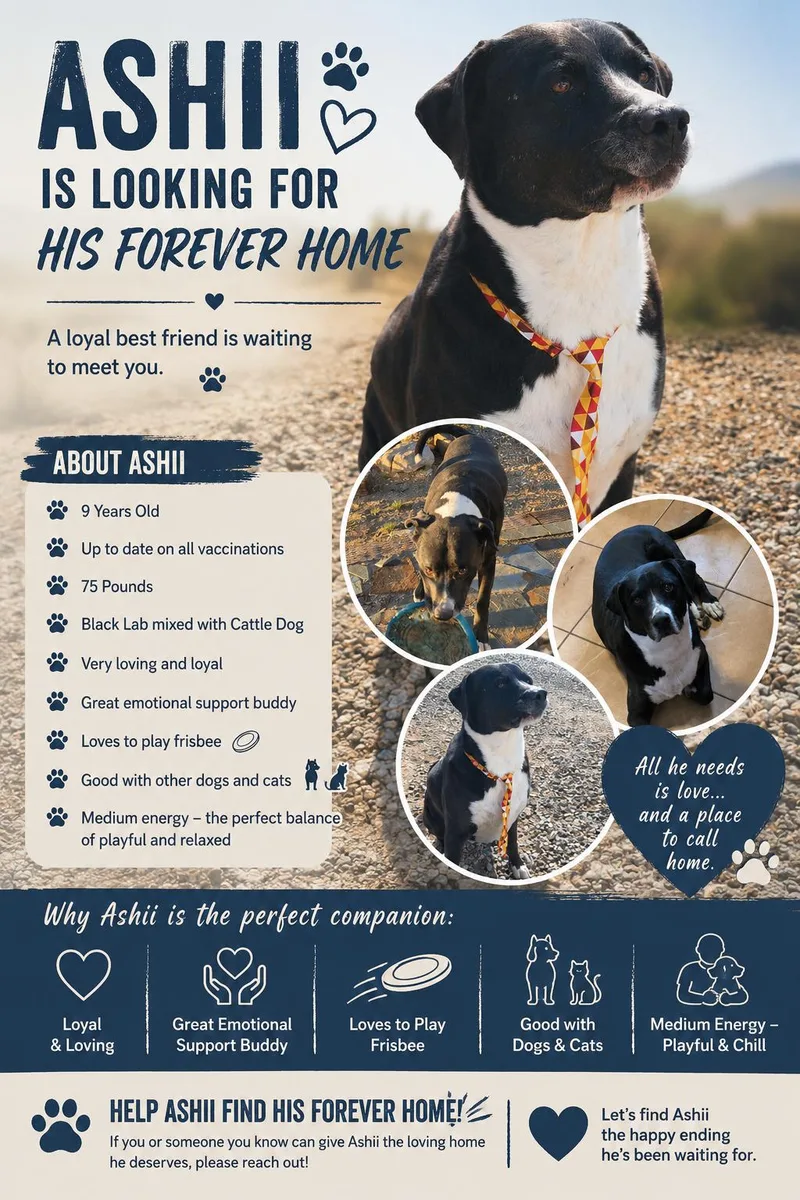 An adult large-sized male Black Labrador Retriever dog named Ashii for adoption in Yarnell, AZ