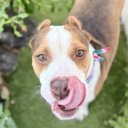 An adult large-sized female Mixed Breed dog named Ivy for adoption in Largo, FL