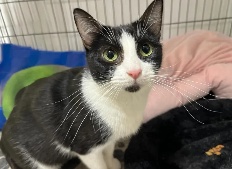 A young medium-sized female Black & White / Tuxedo Domestic Short Hair cat named Black Chin for adoption in Mira Loma, CA