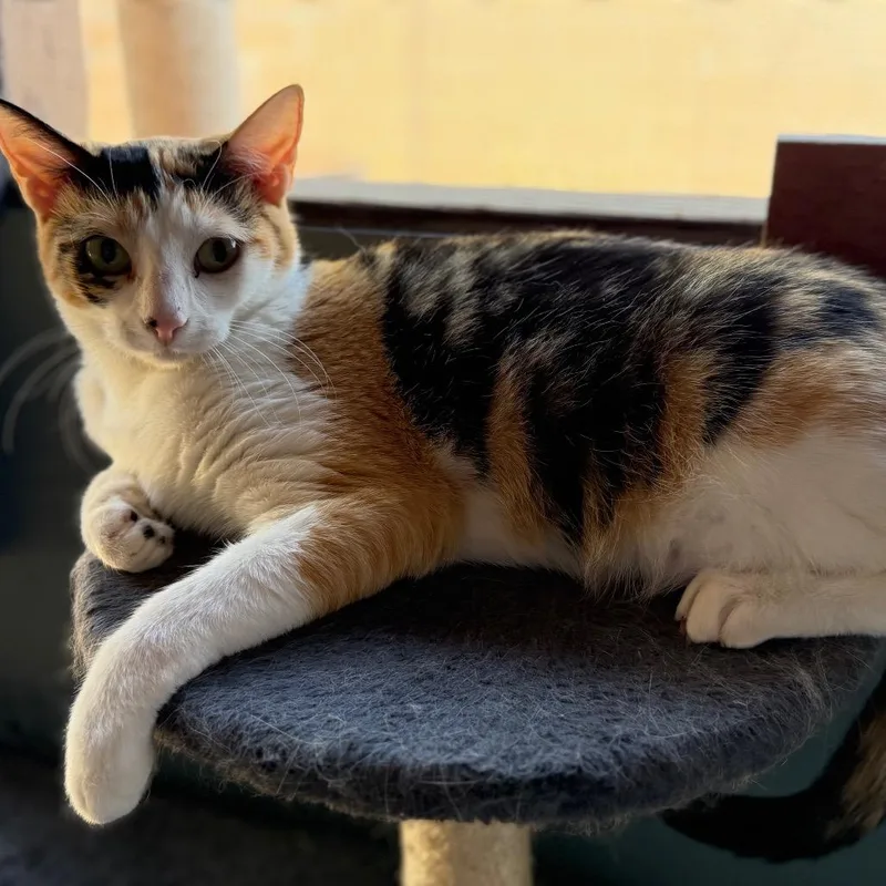 A young small-sized female Calico Domestic Short Hair cat named Artemis for adoption in Long Beach, CA