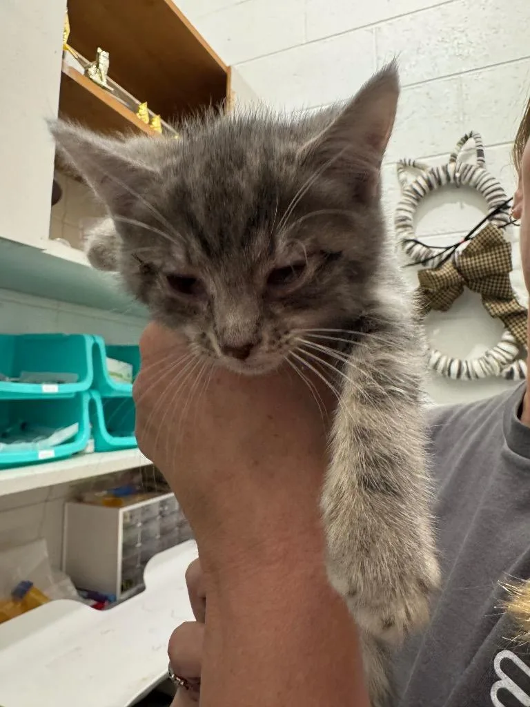 A baby medium-sized male Domestic Short Hair cat named Clawed for adoption in Johnson City, TN