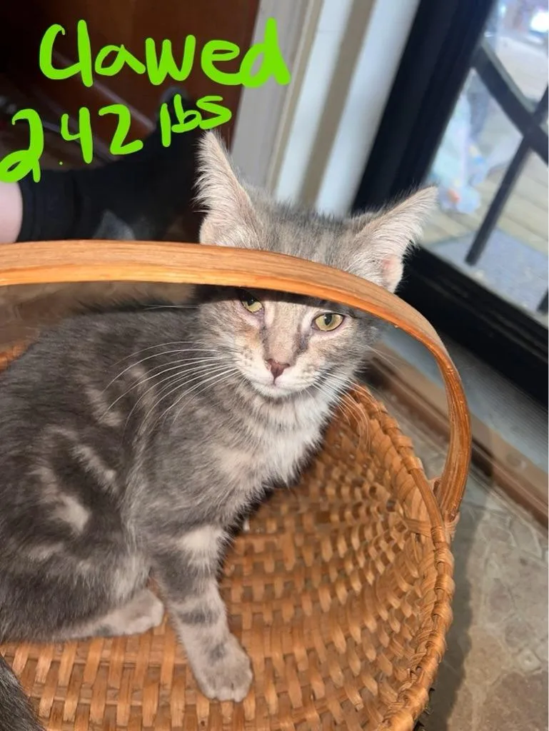 Clawed thumbnail 2