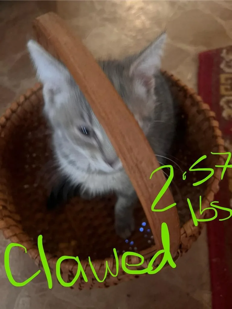 Clawed thumbnail 3