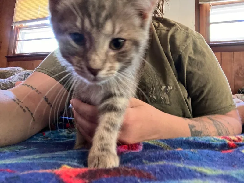 Clawed thumbnail 4