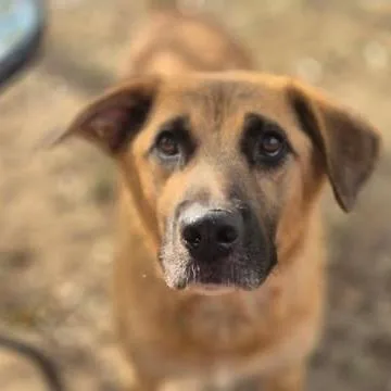 An adult large-sized female Shepherd dog named Spice for adoption in Dover, AR