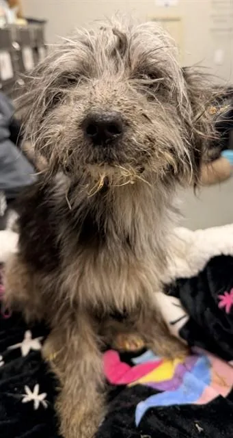 An adult small-sized female Maltese dog named Muffin for adoption in Ontario, CA