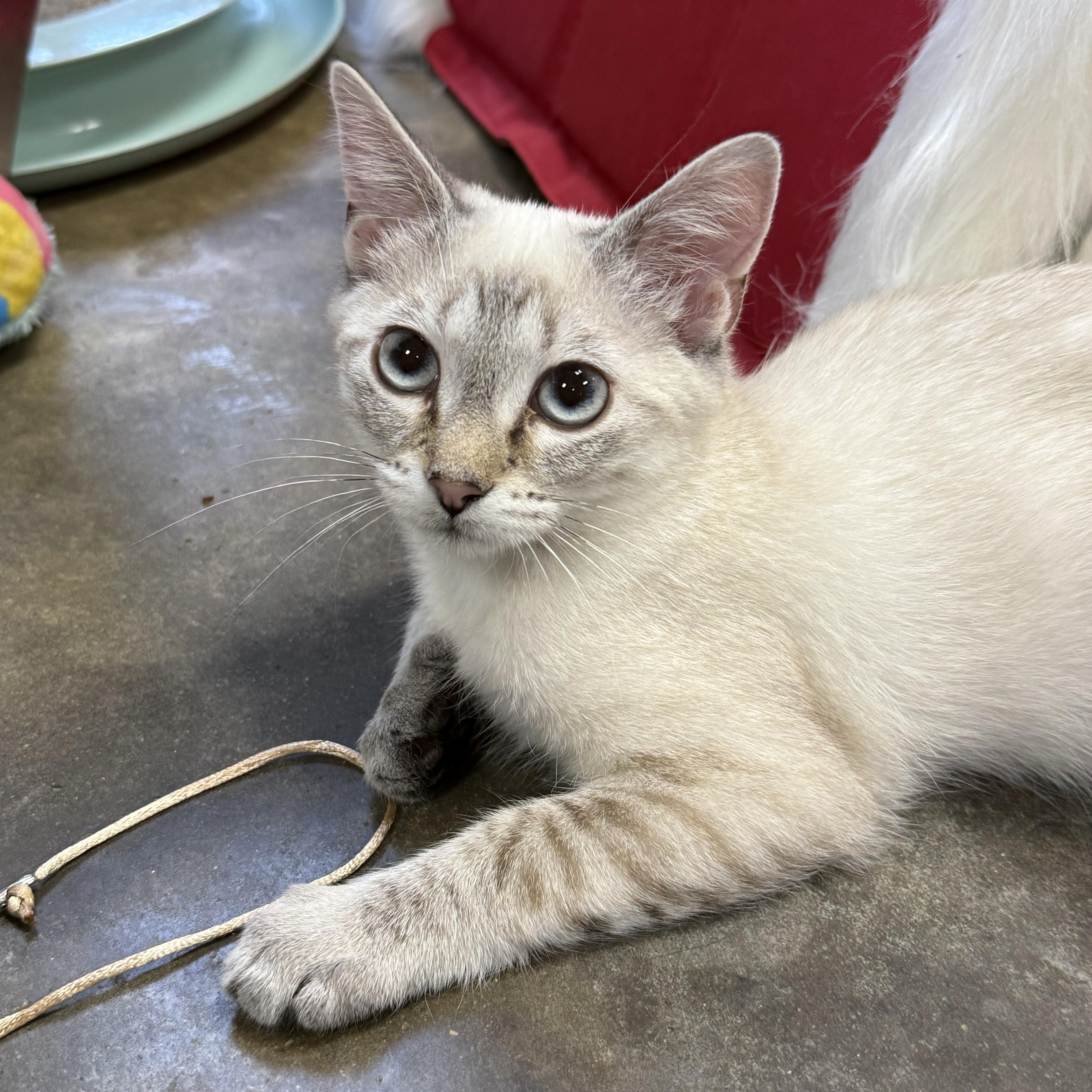 A baby medium-sized male Gray / Blue / Silver Siamese cat named Snow for adoption in Collierville, TN