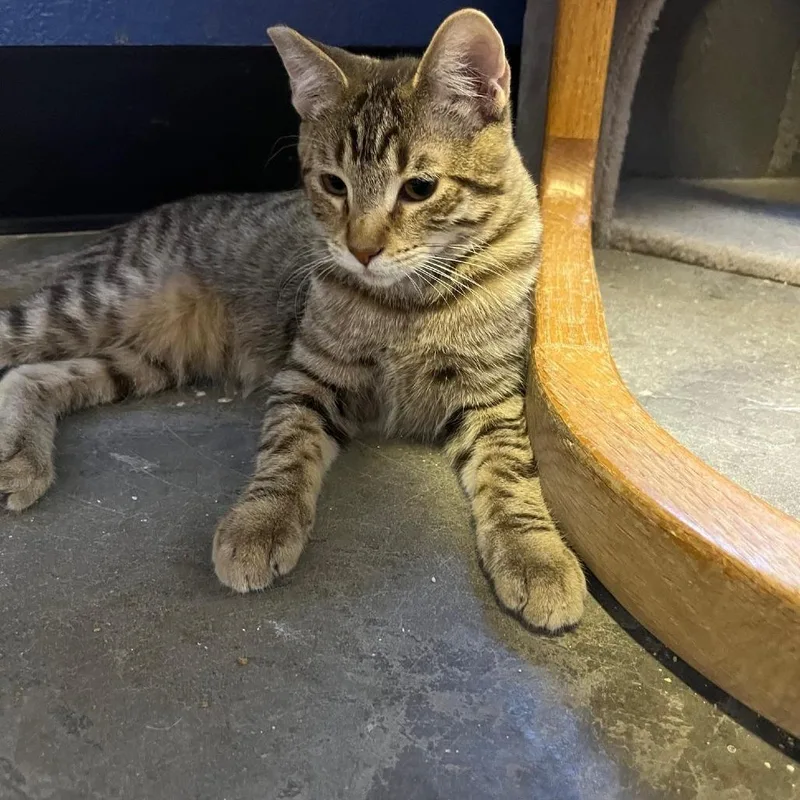 A young large-sized male Domestic Short Hair cat named Pepper Bromley for adoption in Las Vegas, NV
