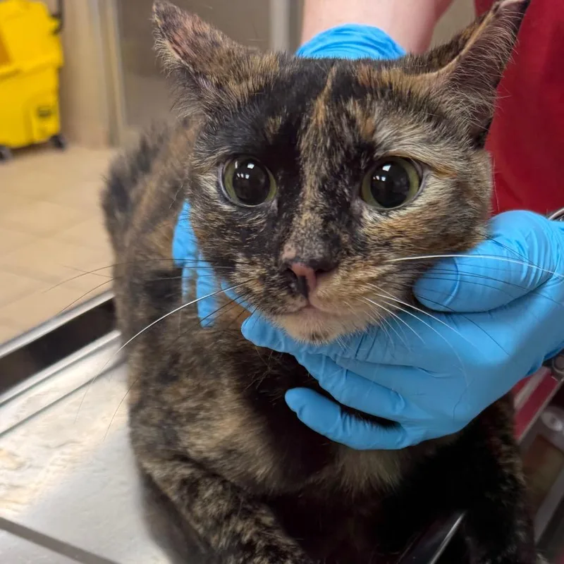 An adult large-sized female Calico Domestic Short Hair cat named Tonya for adoption in Birmingham, AL