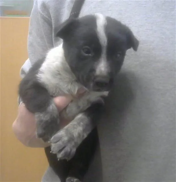 A baby small-sized female Australian Cattle Dog / Blue Heeler dog named Daisy for adoption in Albuquerque, NM