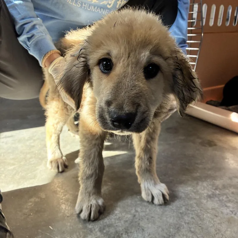 A baby large-sized male Yellow / Tan / Blond / Fawn Anatolian Shepherd dog named Rogue for adoption in Columbus, NC