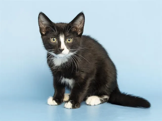 A baby small-sized male Domestic Short Hair cat named Mitsu for adoption in Phoenix, AZ