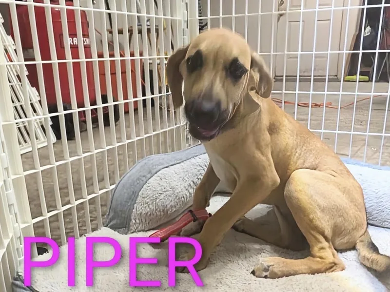 Piper