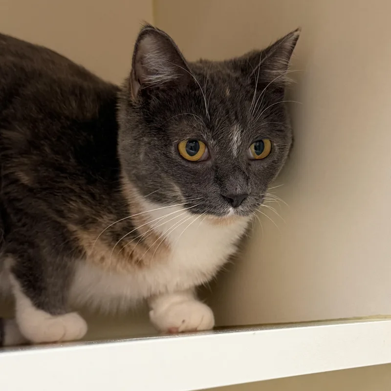An adult medium-sized female Dilute Calico Domestic Short Hair cat named Milena for adoption in Elyria, OH