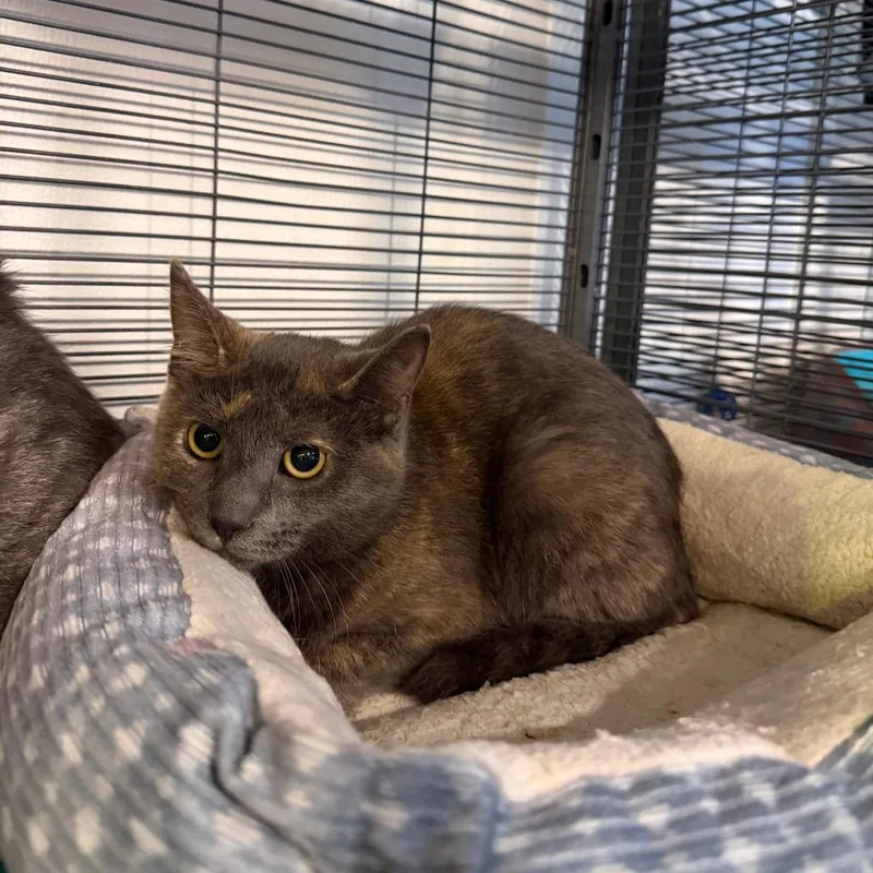 A young medium-sized female Domestic Short Hair cat named Cinnamon for adoption in Hanna City, IL