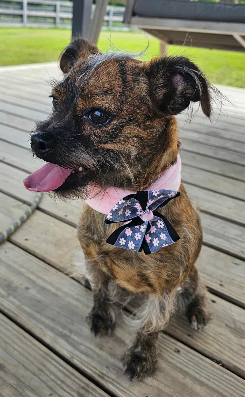 A young small-sized female Brindle Brussels Griffon dog named Tina for adoption in Houston, TX