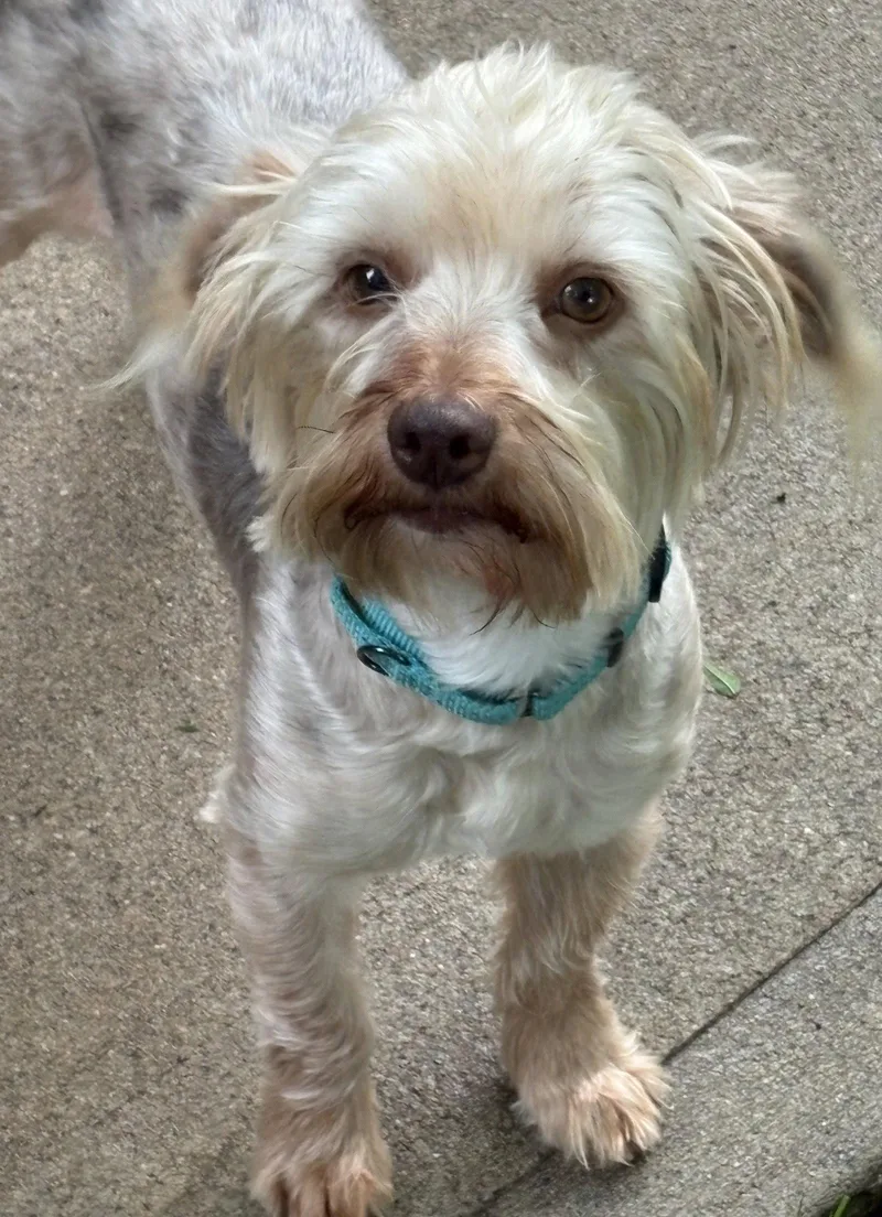 An adult small-sized male Terrier dog named Tino for adoption in Omaha, NE