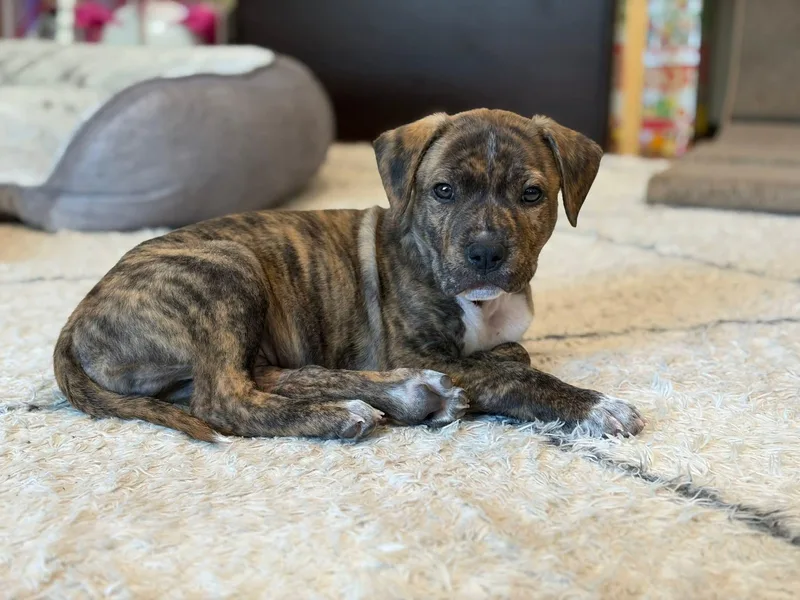 A baby medium-sized male Brindle American Bully dog named Bubba for adoption in CHURCHVILLE, NY