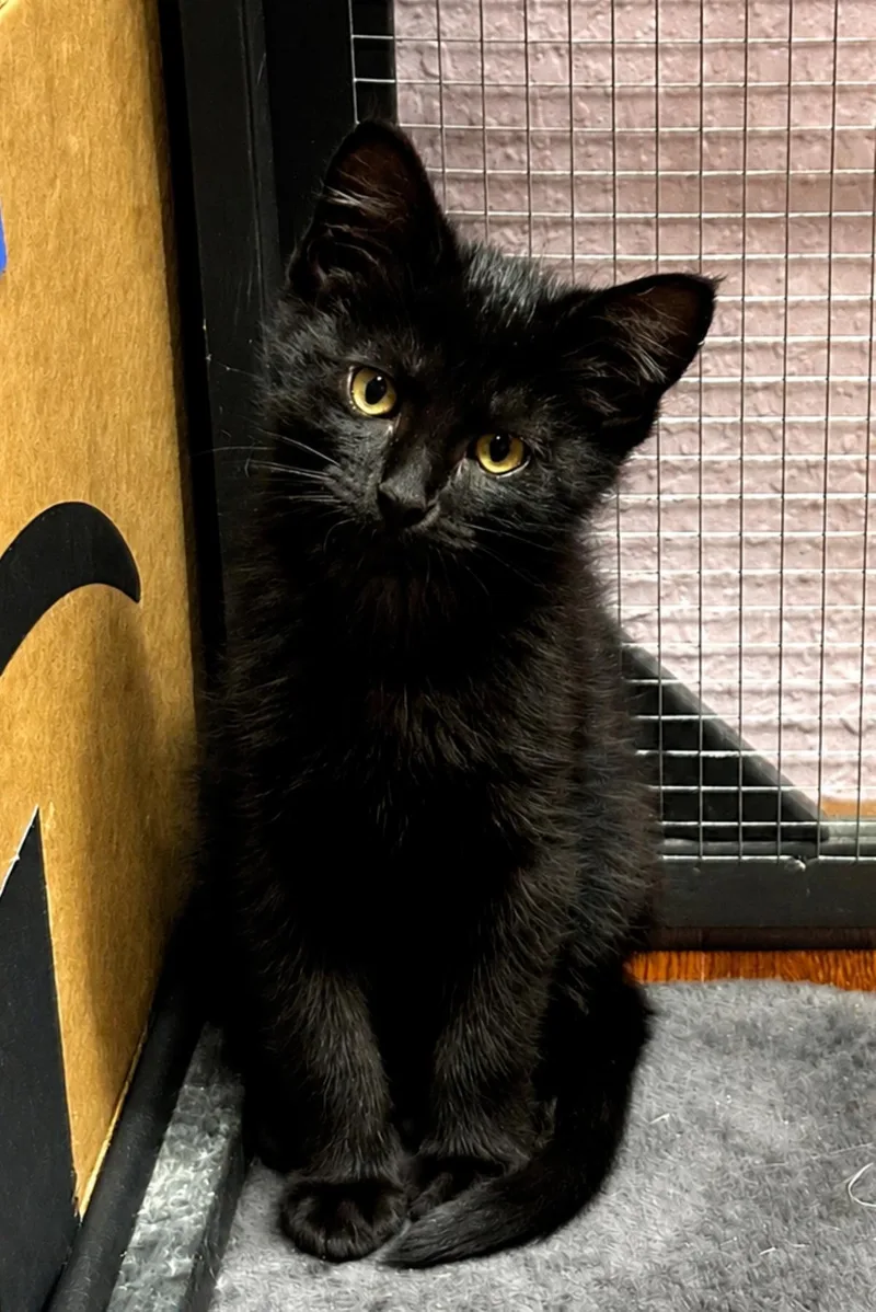 A baby medium-sized male Black Domestic Short Hair cat named Walter for adoption in Toledo, OH