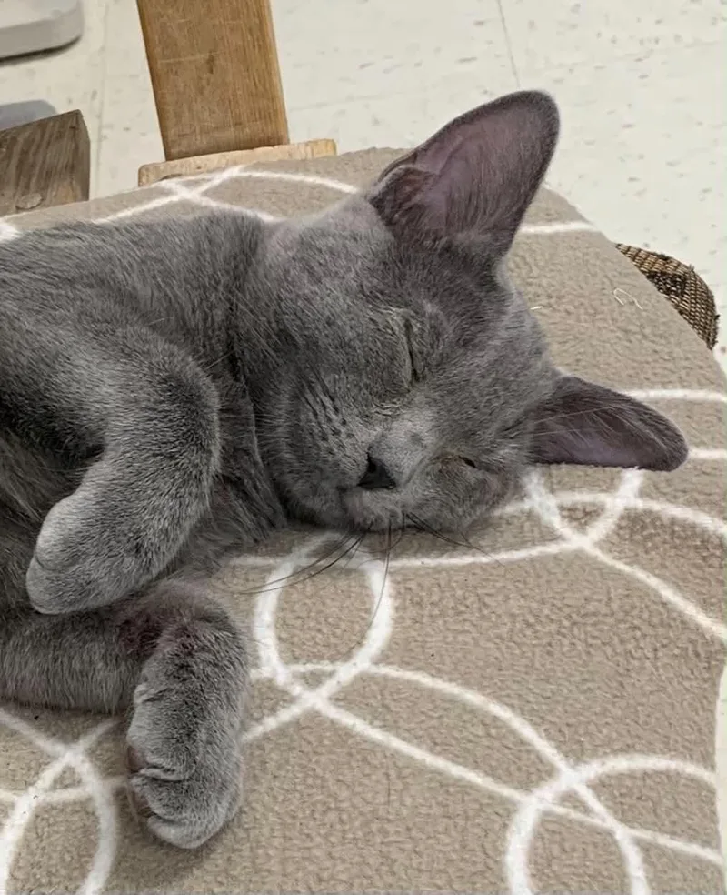 A young medium-sized male Gray / Blue / Silver Domestic Short Hair cat named Pepper for adoption in Hollister, CA