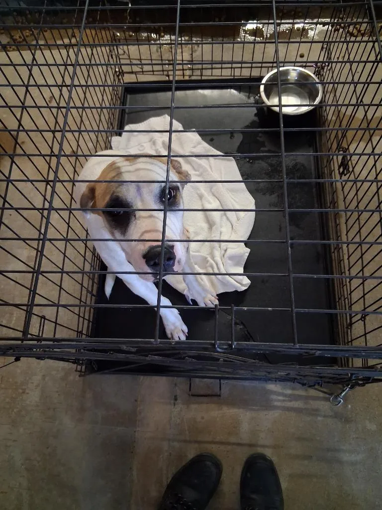 A young large-sized male Labrador Retriever dog named Landon for adoption in Brownwood, TX
