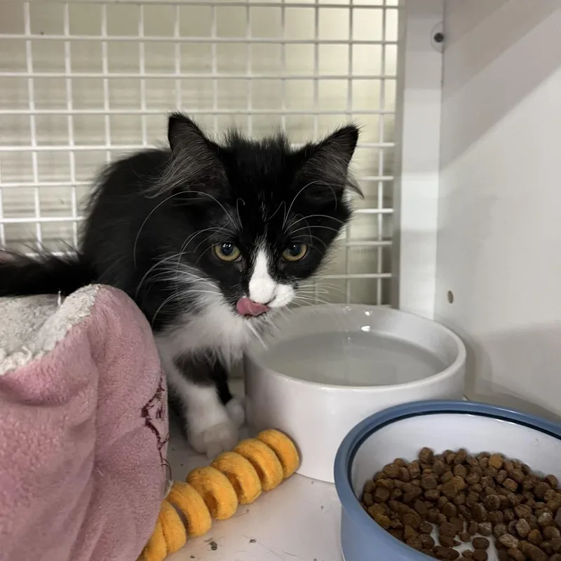 A baby small-sized female Black Domestic Medium Hair cat named Despair for adoption in Saint Paul, MN
