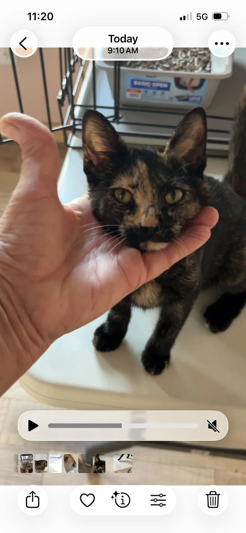 A baby small-sized female Domestic Short Hair cat named Flower for adoption in Havertown, PA