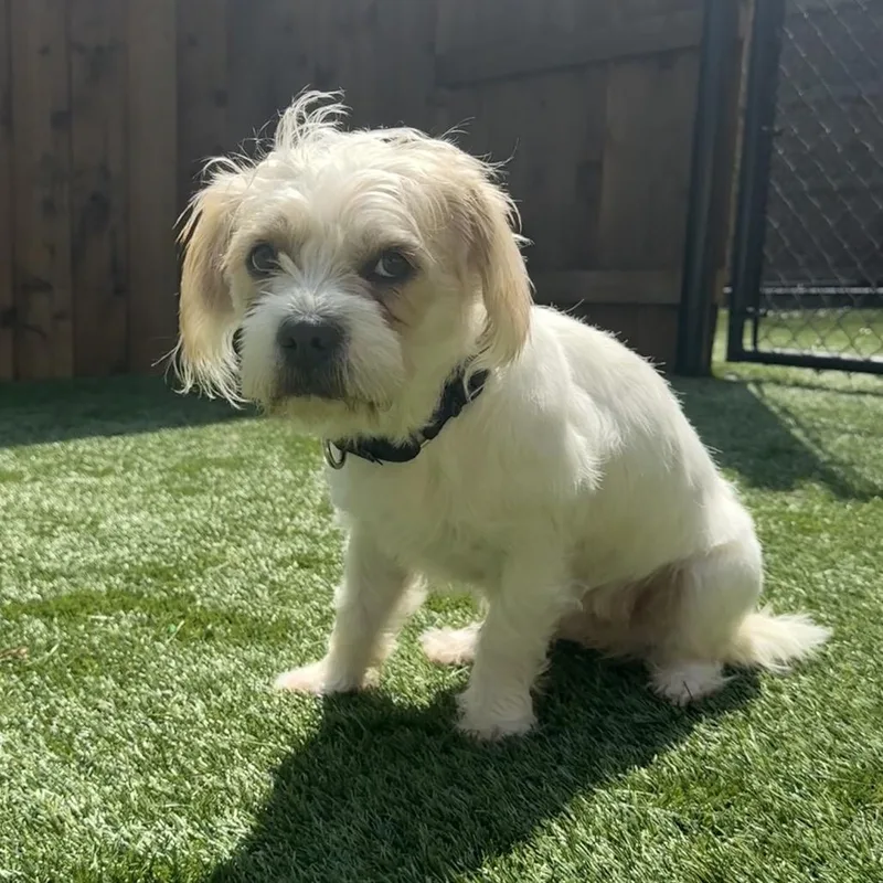 Pupcake thumbnail 4