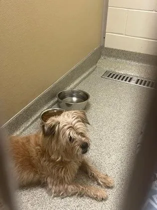 A senior medium-sized male Mixed Breed dog named Chewy for adoption in Key West, FL