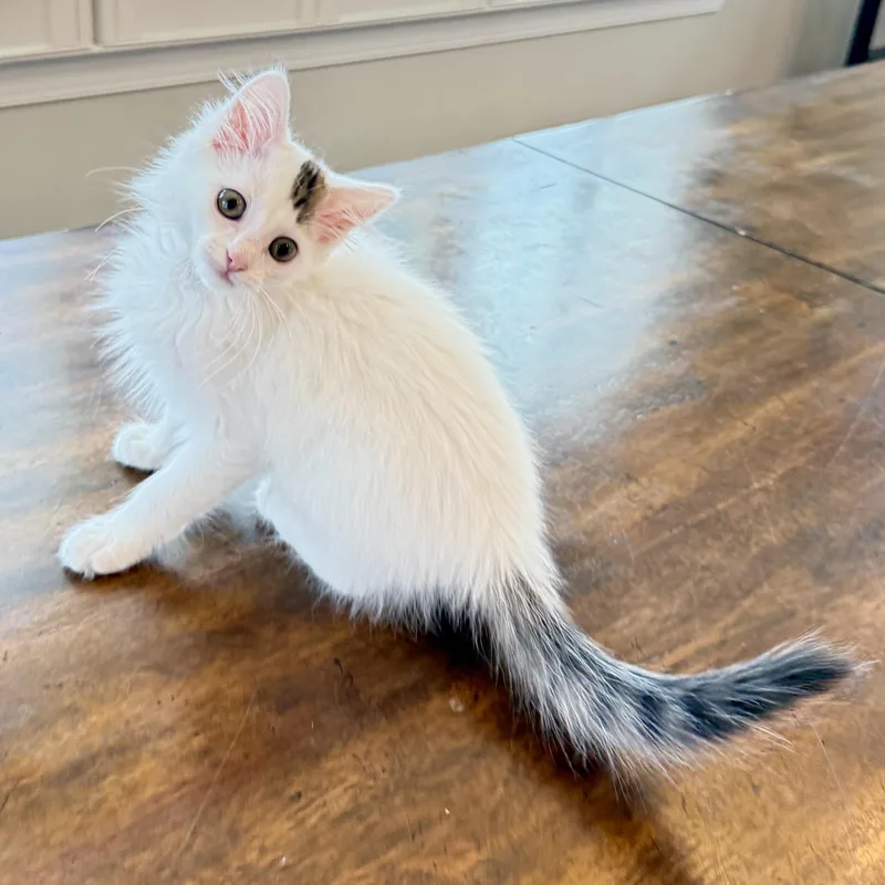 A baby medium-sized female White Domestic Medium Hair cat named Little Feet for adoption in Richmond, VA